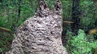 MASSIVE Yellow Jacket wasp nest in Florida