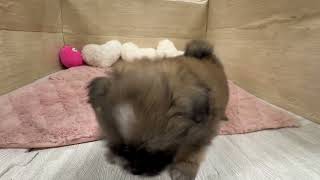 ハーフ犬の動画01