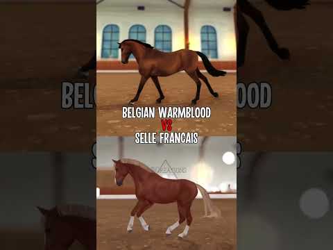 Selle Francais VS Belgian Warmblood in Star Stable! #shorts #starstable #gaming #horse