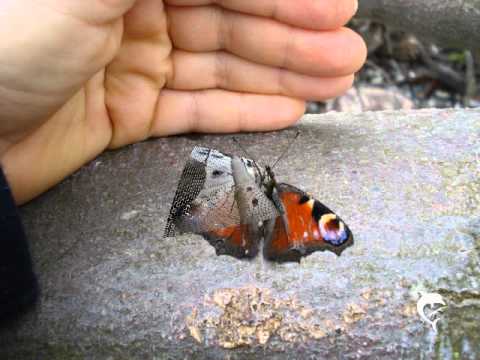 Сергей Бехтерев читает Александра Блока