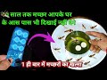 10 साल भी मच्छर आपके घर के आस पास दिखाई न�