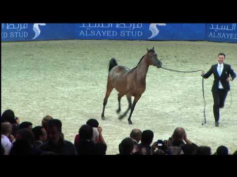 Memories of Paris - Champion Senior Female 2014