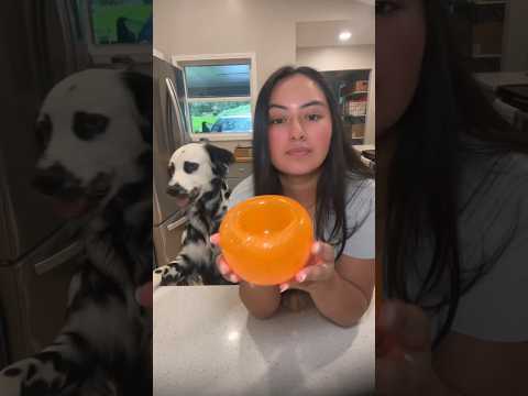 One of the best dog enrichment toys!! #Dog #Dogs