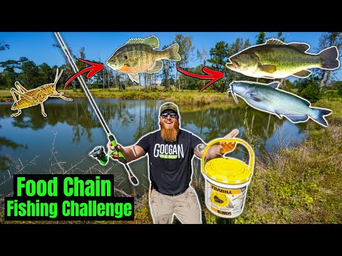 Food Chain Fishing Challenge in my Backyard (Crickets to BIG Fish!!)