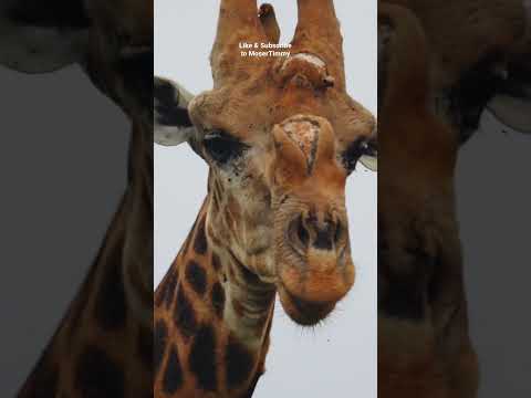 Old Giraffe Bull with Oxpecker #shorts