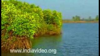 Chettuva Backwater in Thrissur