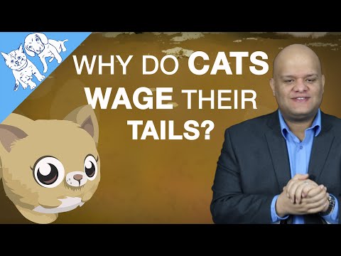 Why Do Cats Wag Their Tails?