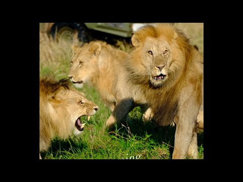 Black Rock Male Lion attacking Molibany Male Lion | Lion Fight