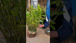 cutting wood to growing wild orchid flower