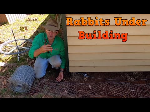 YouTube video about: How to get a rabbit out from under a deck?