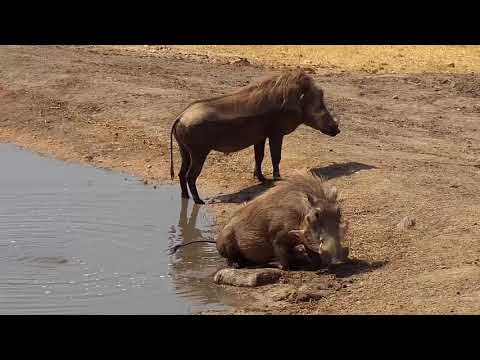 Djuma: Warthogs-two adults - 13:11 - 09/05/19