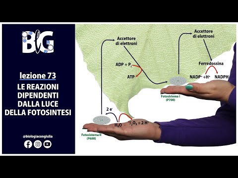 Le REAZIONI DIPENDENTI dalla LUCE della FOTOSINTESI