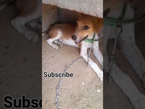 dog puppycomedy#shortsvideo🐶lohita krishnan