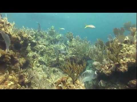 Tauchen waehrend der Sharkschool im Mai 2010