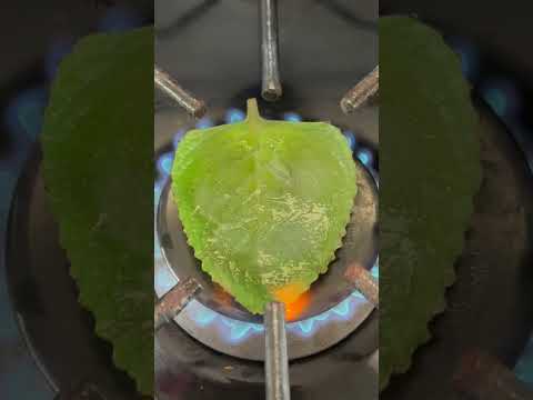 Put 1 leaf of oregano on the stove!