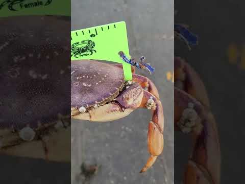 ダンジネスクラブのサイズを常に測定してください #shorts #short #shortsvideo #shortvideo