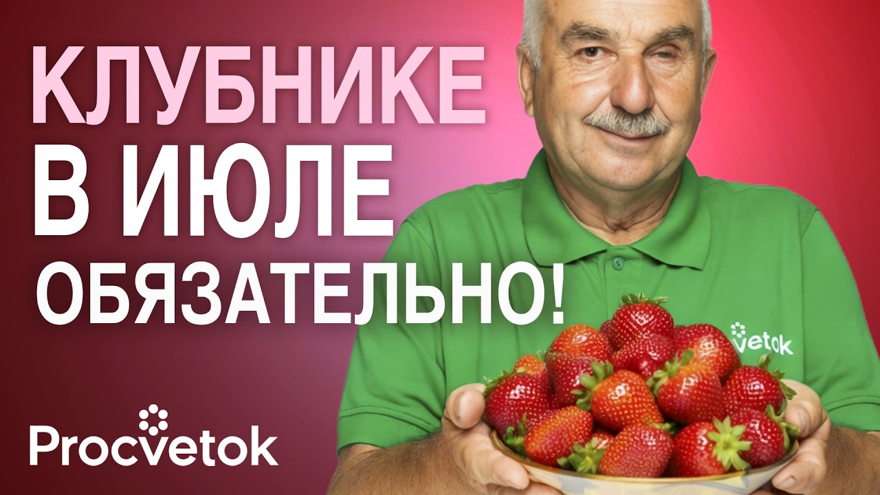 КУСТЫ КЛУБНИКИ БУДУТ КРЕПКИМИ, ПЫШНЫМИ И УРОЖАЙНЫМИ, если сделаете так после сбора ягод!
