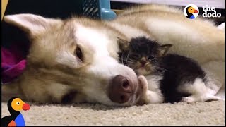 Husky Dog Adopts Stray Cat Saving Her Life | The Dodo: Comeback Kids S01E02