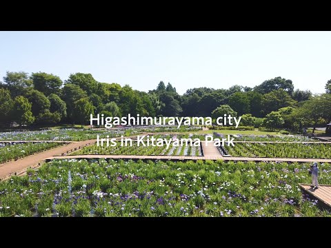 【東村山市】Higashimurayama city Iris in Kitayama Park