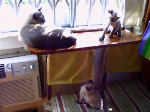 GATOS ENGRAÇADOS - TV COUTO - VIDEOS ENGRAÇADOS - Gatos Patrick II, Felipe II e Vidinha   Parte 02