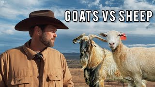 Sheep or Goats We Raised Both… Here’s the Truth