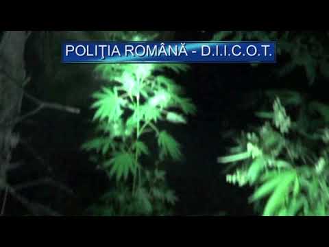 „Cannabis de Iratoșu” - filmare Poliția Română - DIICOT