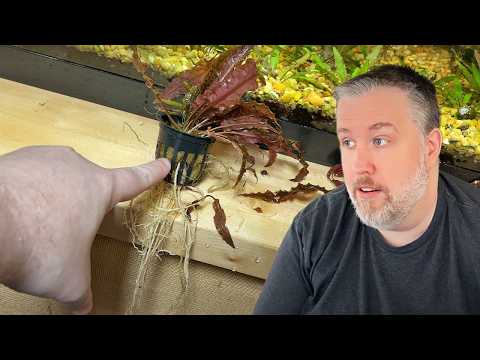 I Left my Aquarium Plants in the Pot and THIS Happened