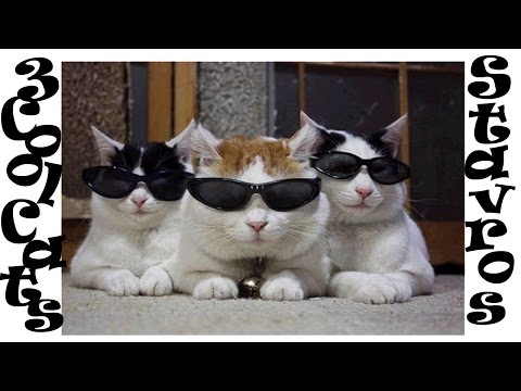 Three Cool Cats, Stavros, Coasters, Cover, 3 Cool Cats - Lyrics