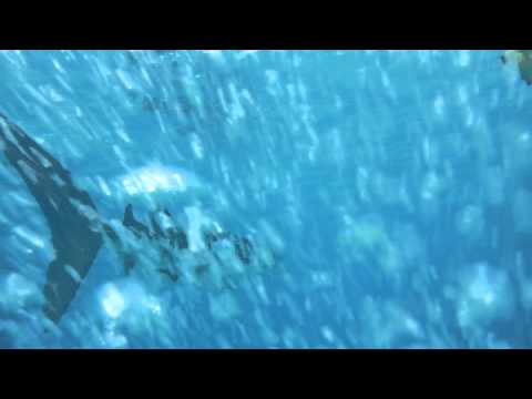 Mein 1. Walhai:, Süd Ari Atoll - Orimas Faru,Malediven