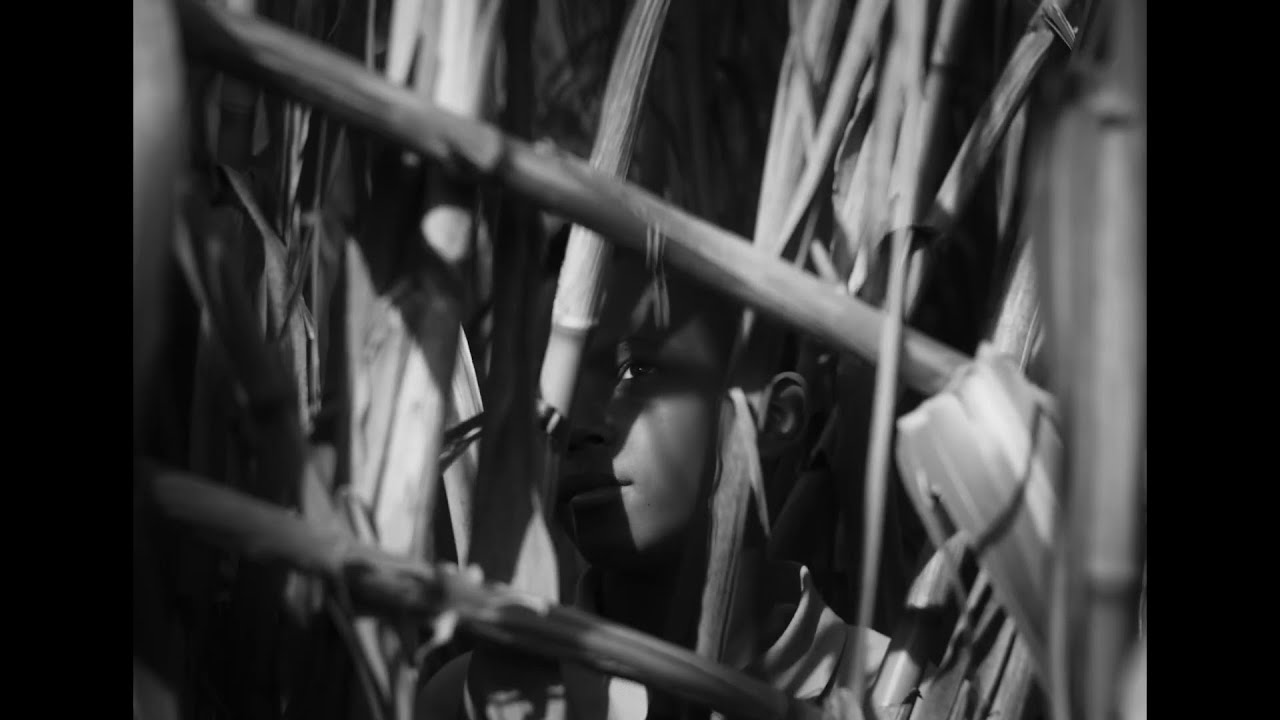 A ÚLTIMA COLHEITA de Nuno Boaventura Miranda (2025) – trailer