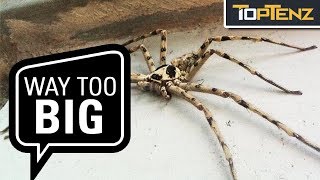 10 Giant Invertebrates You Don’t Want to Meet