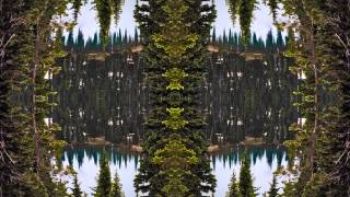 Polyploid - Yellow Race