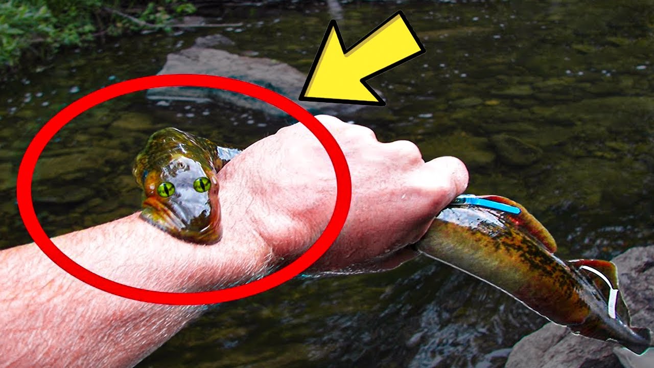 Are a mare and a Philly the same thing? Tipseri