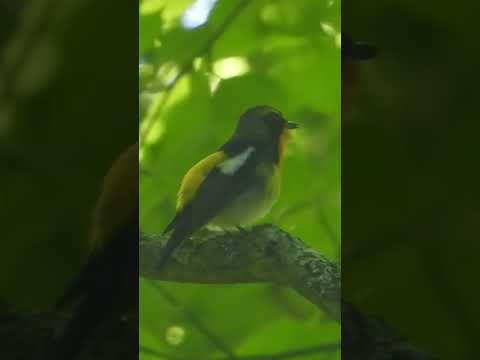 庭で役に立つ鳥は何ですか？ 9人の素敵な友達をあなたのところに迎え入れましょう！  庭園