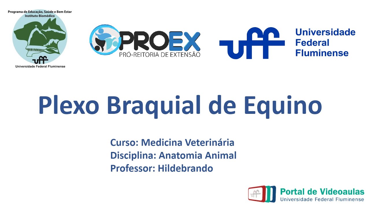 Plexo Braquial de Equino