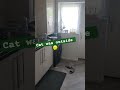 Quaker parrot