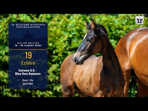 13. Schloss Wickrath Fohlenauktion Lot 19 Eclaire Stute v. Extreme U.S. -  Escamillo