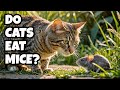 Do Cats Eat Mice The Ultimate Predator Prey Dynamic
