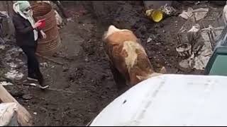 Două vaci din gospodăria sibianului care le omora salvate în ultima clipă - A treia nu a mai rezistat 1 video