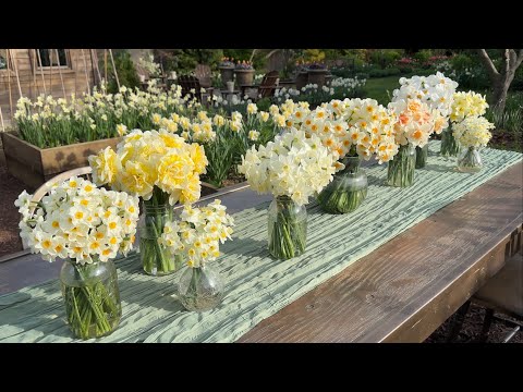 10 Must-Grow Daffodils for a Beautiful Spring Garden!!!