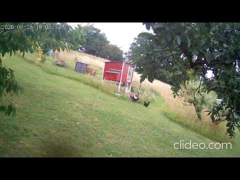 Greifvogel jagt (nicht erfolgreich) Hühner