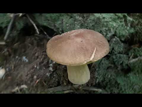 Vrganj Kralj Gljiva Vrganj Pravi vrganj ili hrastov vrganj