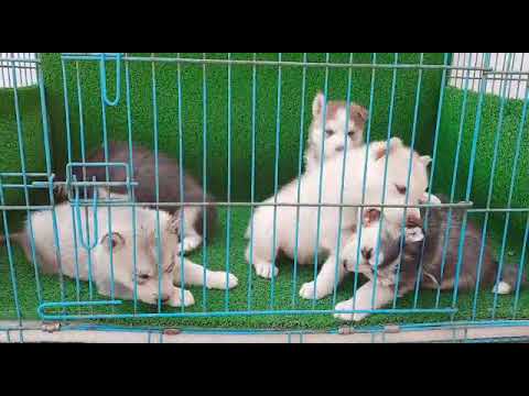 Husky puppies #all color #blue eyes play and fun