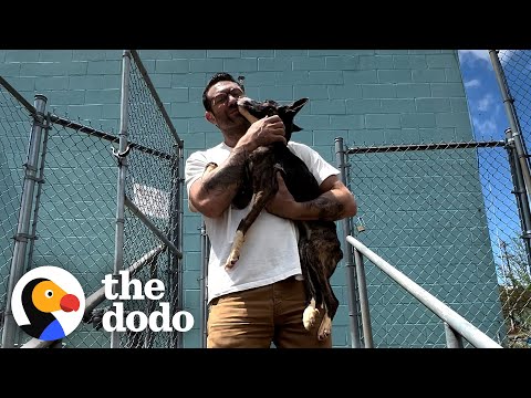 Skinny Rescue Dog Finds A Home And Doubles In Size | The Dodo