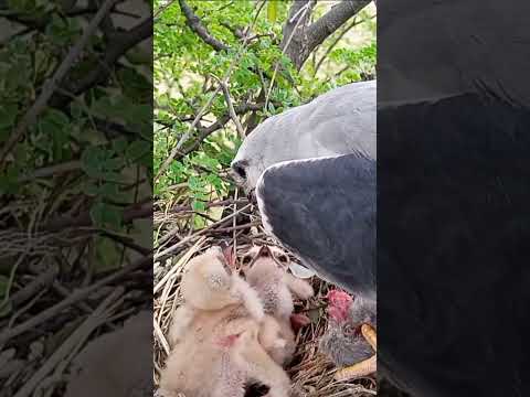 "Watch Black-winged Kite Mom Feed her Hungry Chicks!"#viral #trending #shortfeed