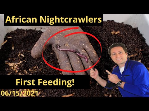 African Nightcrawlers First Feeding!! 6/15/2021