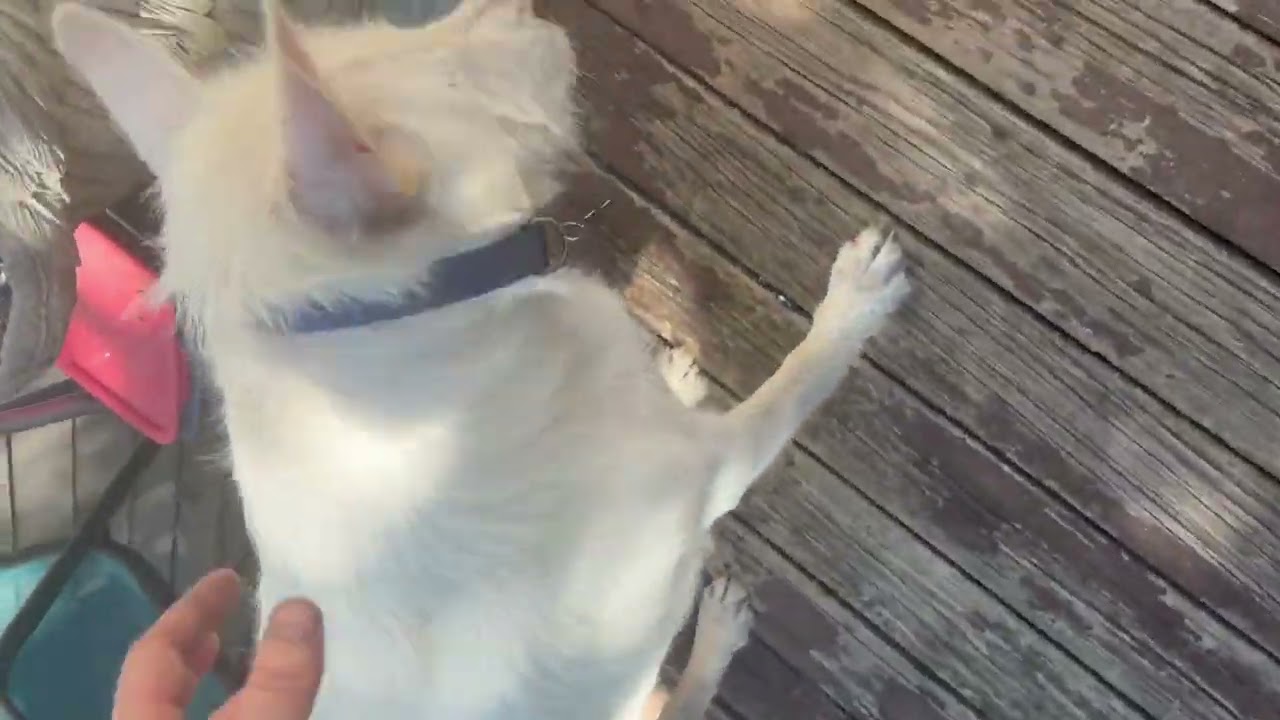 Mr. Wilson Has a Mole in His Mouth || ViralHog