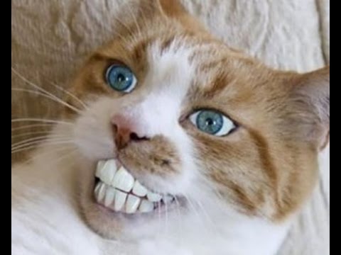 Morsomme katt Jesperpus