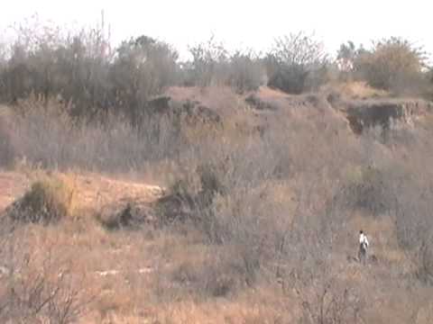 Mohib Banda mardan dog huntting part 13