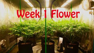 Week One Flower. Girl Scout Cookies and Black Domina under Viparspectra p2500s